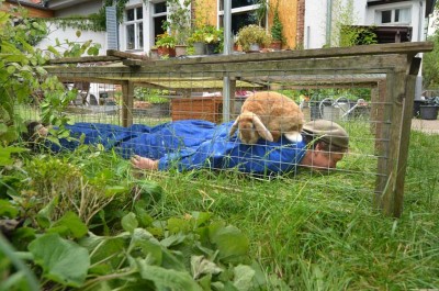 Rabbit cage planking